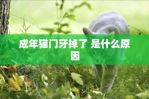 成年貓門牙掉了 是什么原因