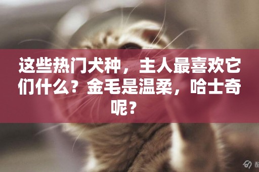 這些熱門犬種，主人最喜歡它們什么？金毛是溫柔，哈士奇呢？ 