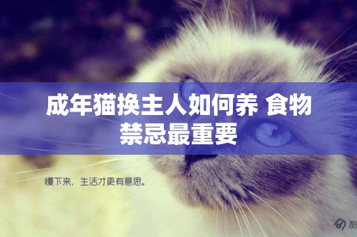 成年貓換主人如何養 食物禁忌最重要