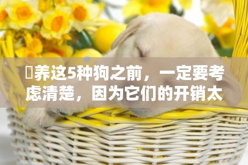 ?養這5種狗之前，一定要考慮清楚，因為它們的開銷太大了 