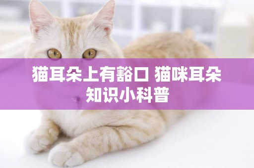 貓耳朵上有豁口 貓咪耳朵知識小科普