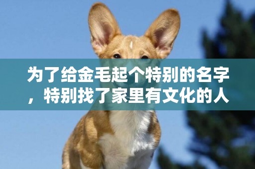 為了給金毛起個特別的名字，特別找了家里有文化的人，結果已笑翻 
