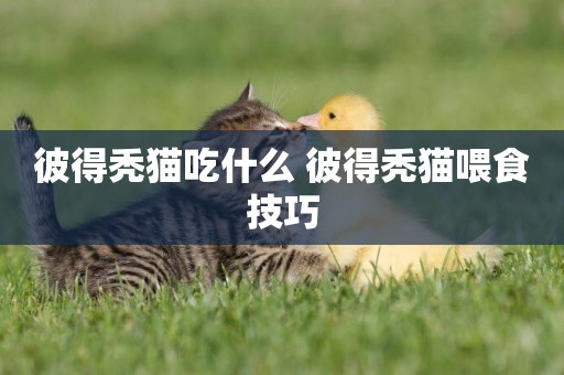 彼得禿貓吃什么 彼得禿貓喂食技巧