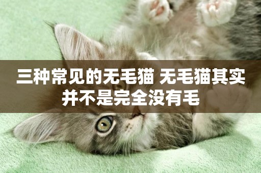 三種常見的無毛貓 無毛貓其實并不是完全沒有毛 三種常見的無毛貓 無毛貓其實并不是完全沒有毛
