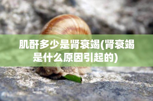 肌酐多少是腎衰竭(腎衰竭是什么原因引起的) 
