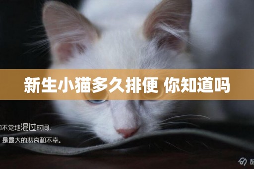 新生小貓多久排便 你知道嗎