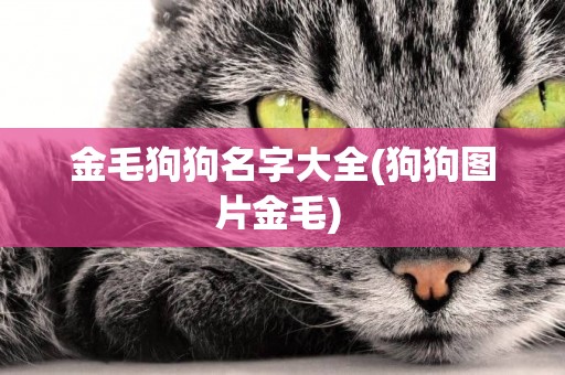 金毛狗狗名字大全(狗狗圖片金毛) 
