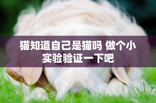 貓知道自己是貓嗎 做個小實驗驗證一下吧