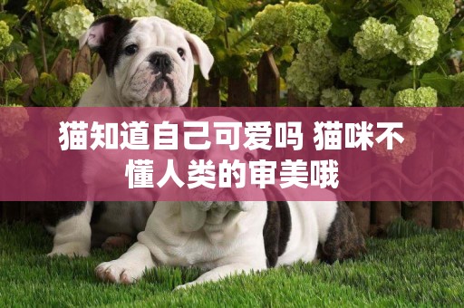 貓知道自己可愛嗎 貓咪不懂人類的審美哦