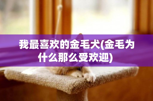 我最喜歡的金毛犬(金毛為什么那么受歡迎) 