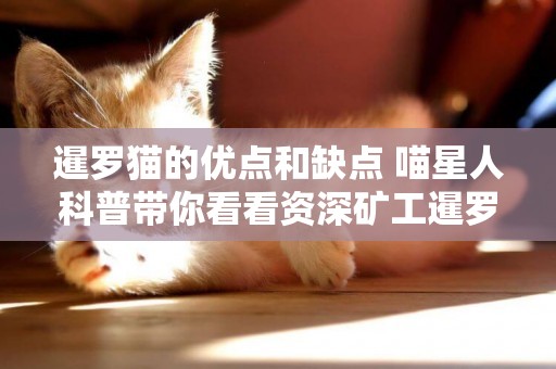 暹羅貓的優點和缺點 喵星人科普帶你看看資深礦工暹羅貓 暹羅貓的優點和缺點 喵星人科普帶你看看資深礦工暹羅貓