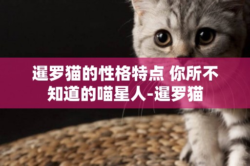 暹羅貓的性格特點 你所不知道的喵星人-暹羅貓