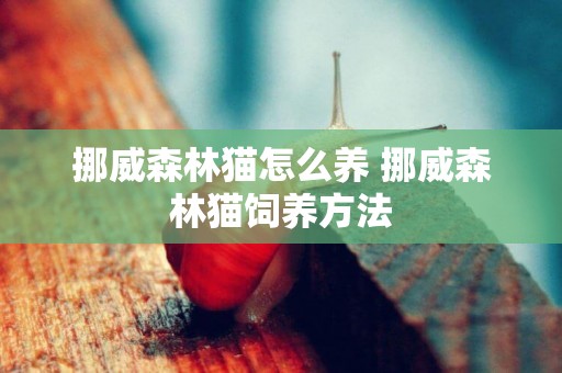 挪威森林貓怎么養 挪威森林貓飼養方法