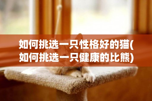 如何挑選一只性格好的貓(如何挑選一只健康的比熊) 