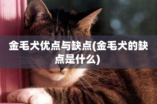 金毛犬優點與缺點(金毛犬的缺點是什么) 