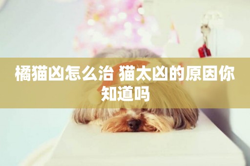 橘貓兇怎么治 貓太兇的原因你知道嗎