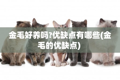金毛好養嗎?優缺點有哪些(金毛的優缺點) 