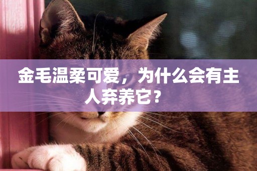 金毛溫柔可愛，為什么會有主人棄養它？ 