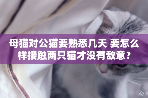 母貓對公貓要熟悉幾天 要怎么樣接觸兩只貓才沒有敵意？