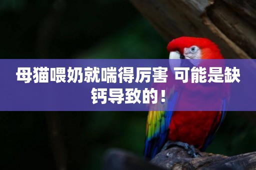 母貓喂奶就喘得厲害 可能是缺鈣導致的！