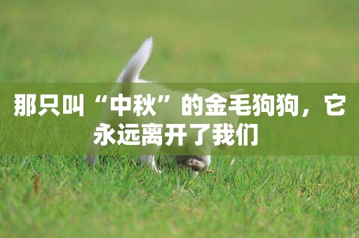 那只叫“中秋”的金毛狗狗，它永遠離開了我們 