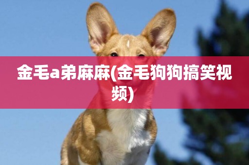 金毛a弟麻麻(金毛狗狗搞笑視頻) 