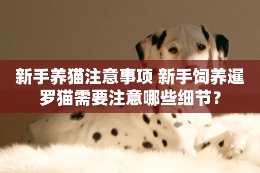 新手養貓注意事項 新手飼養暹羅貓需要注意哪些細節？