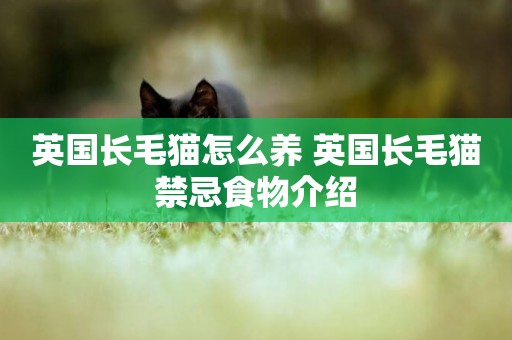 英國長毛貓怎么養 英國長毛貓禁忌食物介紹