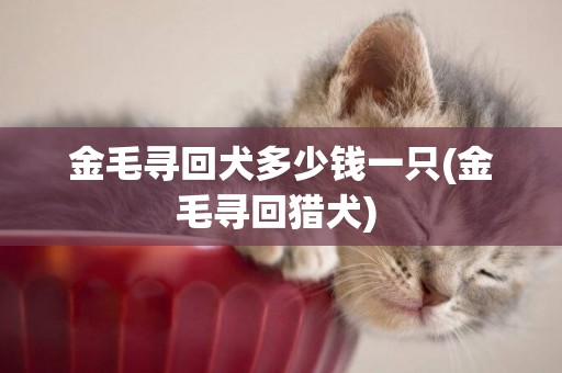 金毛尋回犬多少錢一只(金毛尋回獵犬) 