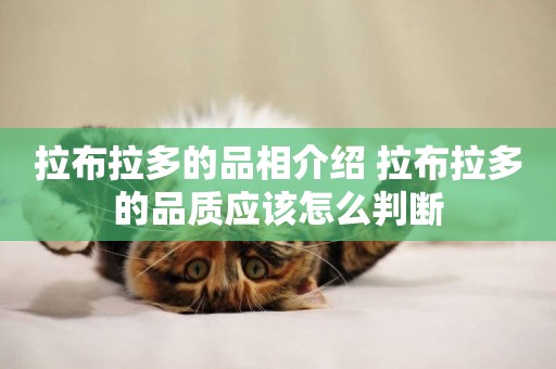 拉布拉多的品相介紹 拉布拉多的品質應該怎么判斷
