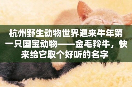 杭州野生動物世界迎來牛年第一只國寶動物——金毛羚牛，快來給它取個好聽的名字 