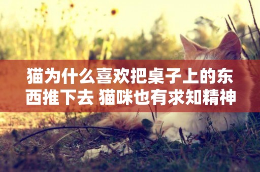 貓為什么喜歡把桌子上的東西推下去 貓咪也有求知精神！