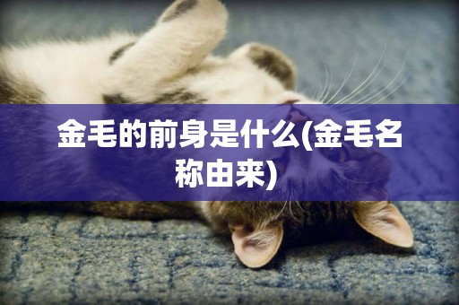 金毛的前身是什么(金毛名稱由來) 