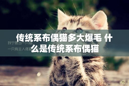 傳統系布偶貓多大爆毛 什么是傳統系布偶貓