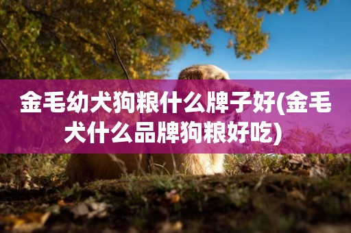 金毛幼犬狗糧什么牌子好(金毛犬什么品牌狗糧好吃) 