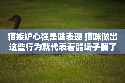 貓嫉妒心強是啥表現 貓咪做出這些行為就代表著醋壇子翻了