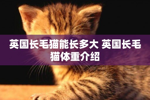 英國長毛貓能長多大 英國長毛貓體重介紹