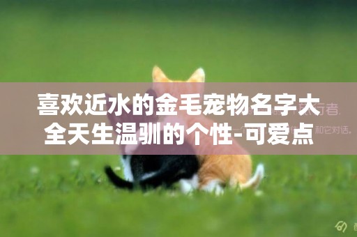 喜歡近水的金毛寵物名字大全天生溫馴的個性-可愛點 