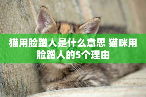 貓用臉蹭人是什么意思 貓咪用臉蹭人的5個理由