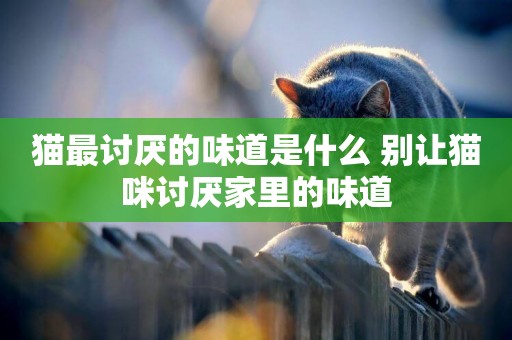 貓最討厭的味道是什么 別讓貓咪討厭家里的味道