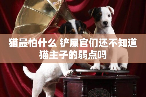 貓最怕什么 鏟屎官們還不知道貓主子的弱點嗎