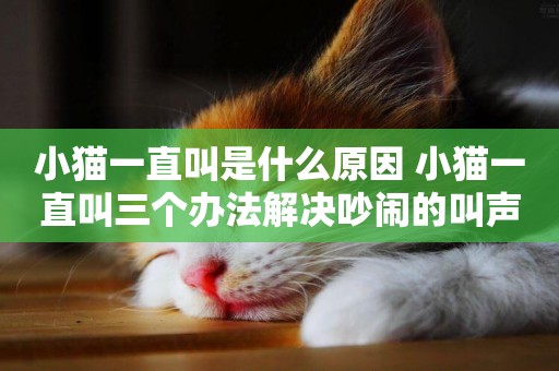小貓一直叫是什么原因 小貓一直叫三個辦法解決吵鬧的叫聲