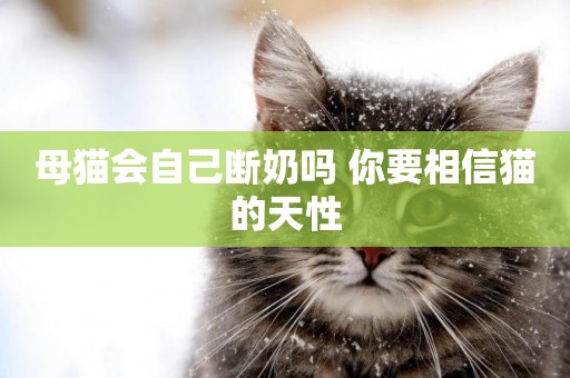 母貓會自己斷奶嗎 你要相信貓的天性