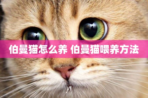 伯曼貓怎么養 伯曼貓喂養方法