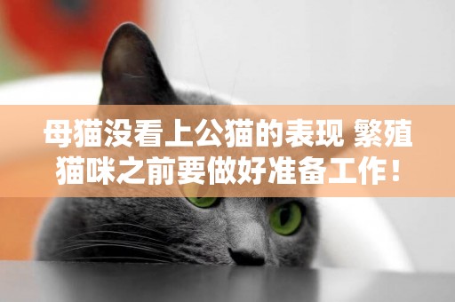 母貓沒看上公貓的表現 繁殖貓咪之前要做好準備工作！