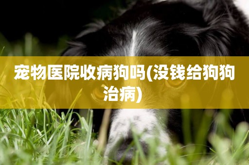 寵物醫院收病狗嗎(沒錢給狗狗治病) 