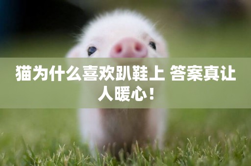 貓為什么喜歡趴鞋上 答案真讓人暖心！