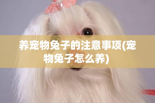 養寵物兔子的注意事項(寵物兔子怎么養) 