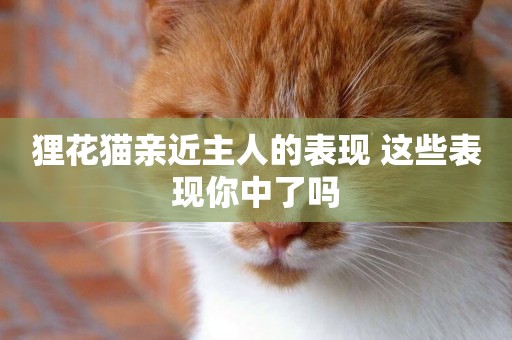 貍花貓親近主人的表現 這些表現你中了嗎