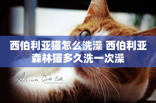 西伯利亞貓怎么洗澡 西伯利亞森林貓多久洗一次澡